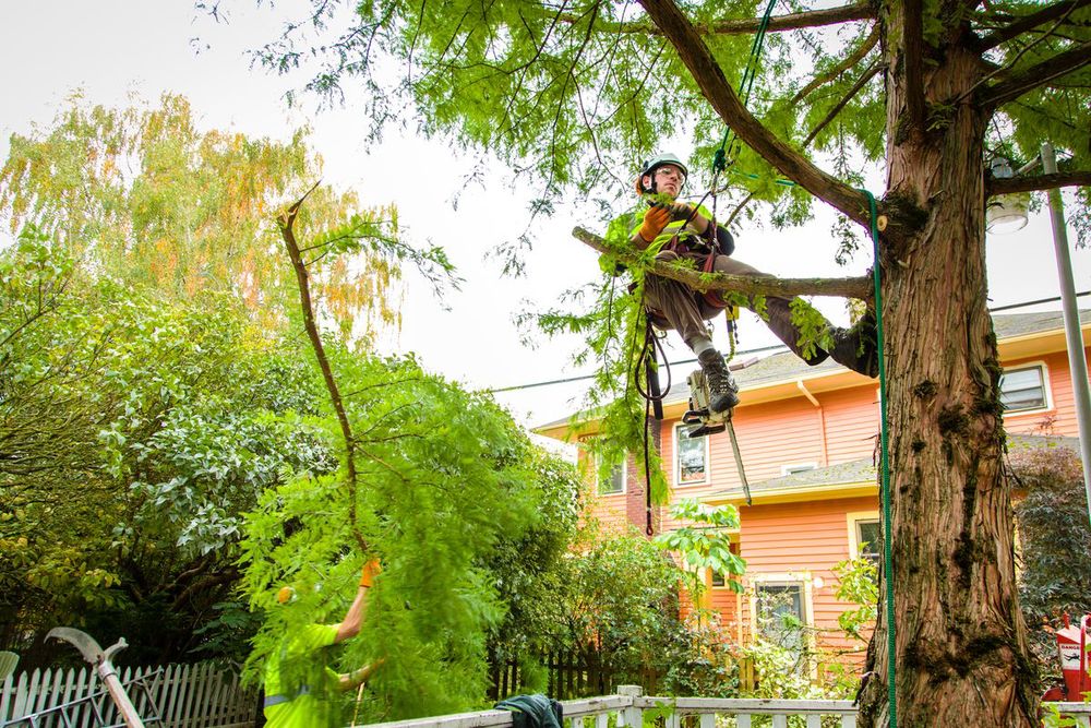 trimming tree banner