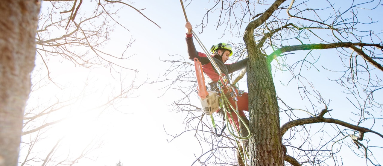 Prevent Emergency Tree Disasters-min